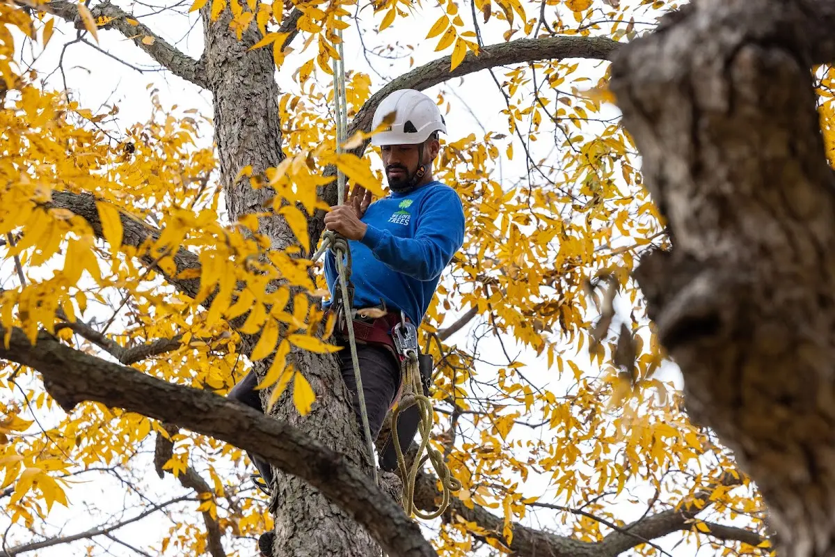 Skilled Tree Trimming crew working in Latonia
