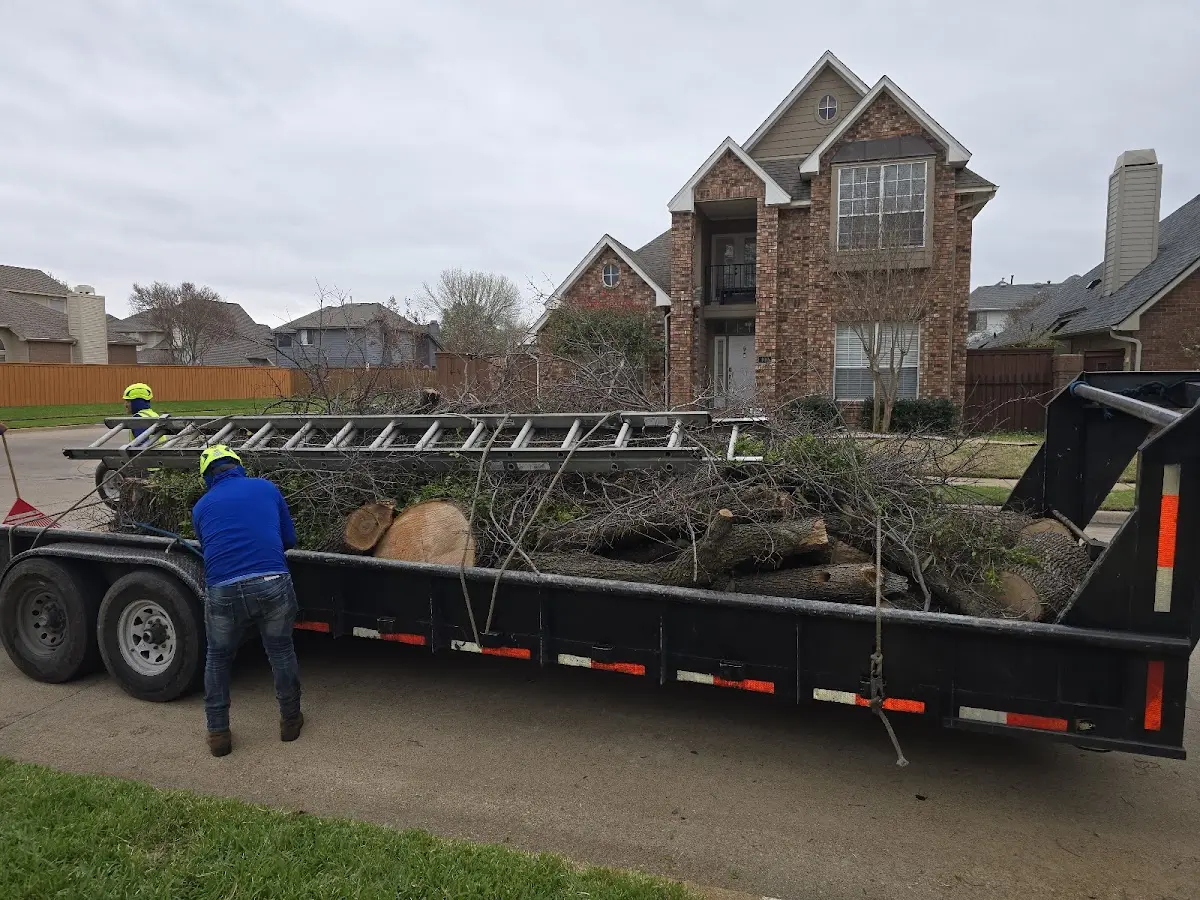 Expert Deadwooding with proper safety equipment in Latonia